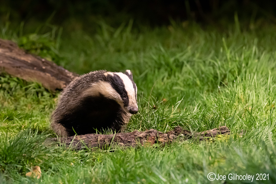 European Badgers European Badgers