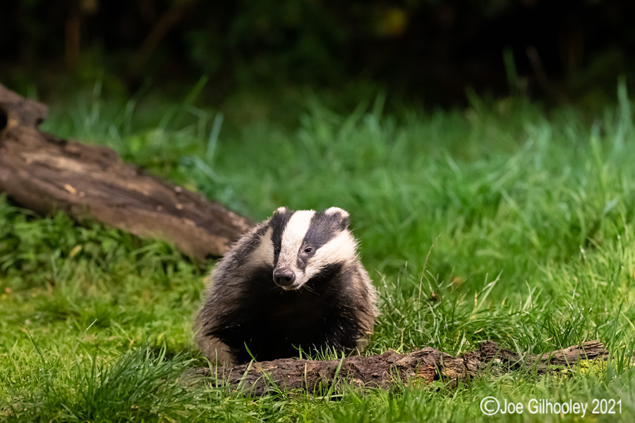 European Badgers European Badgers
