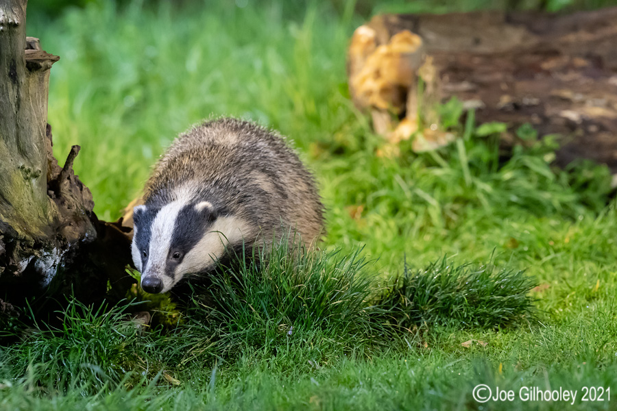 European Badgers European Badgers