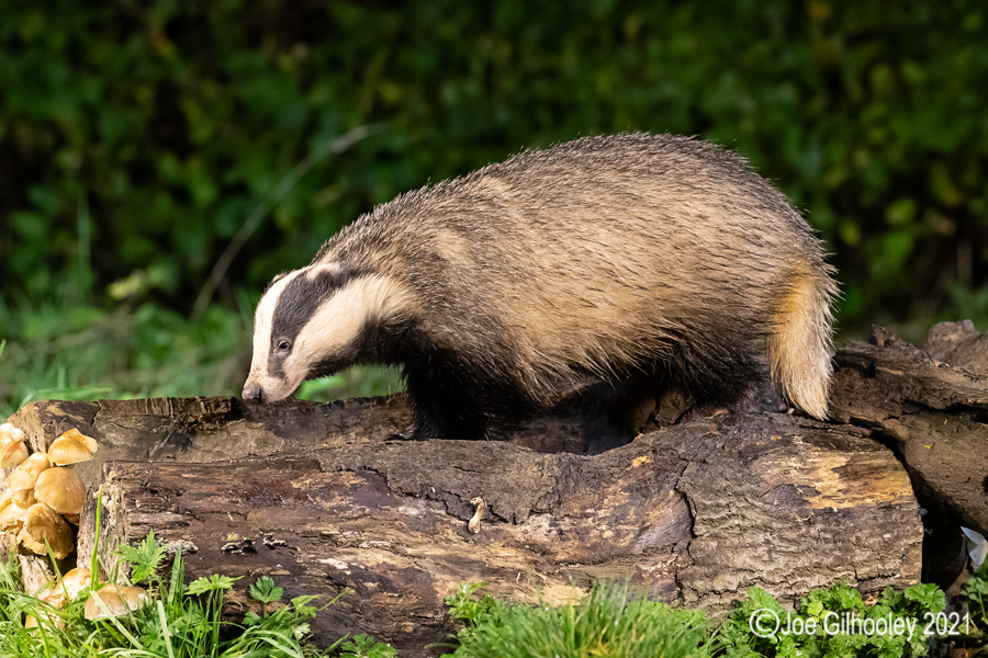 European Badgers European Badgers