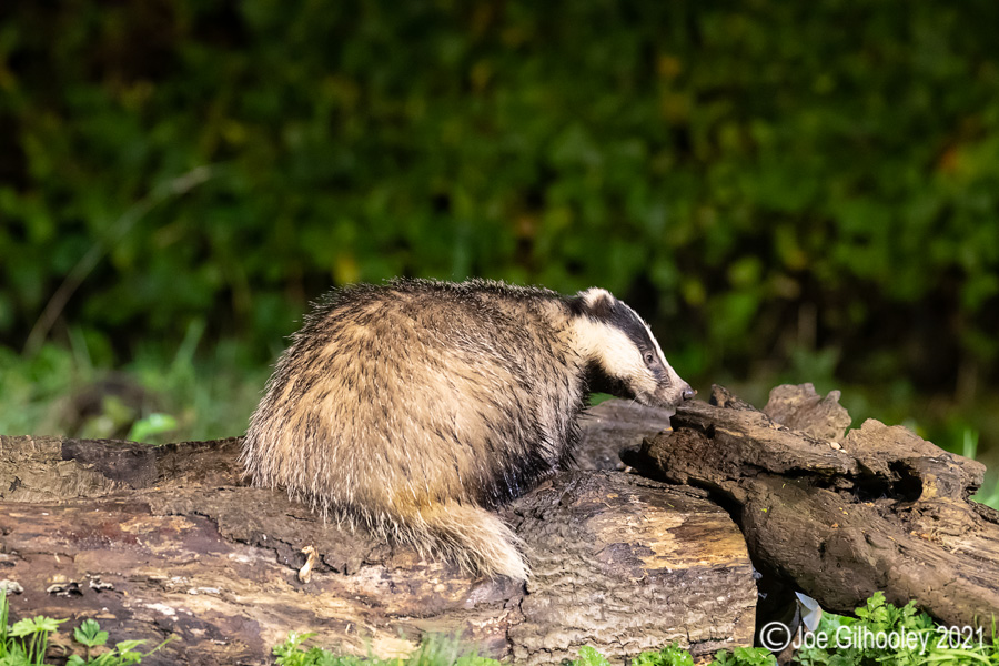 European Badgers European Badgers