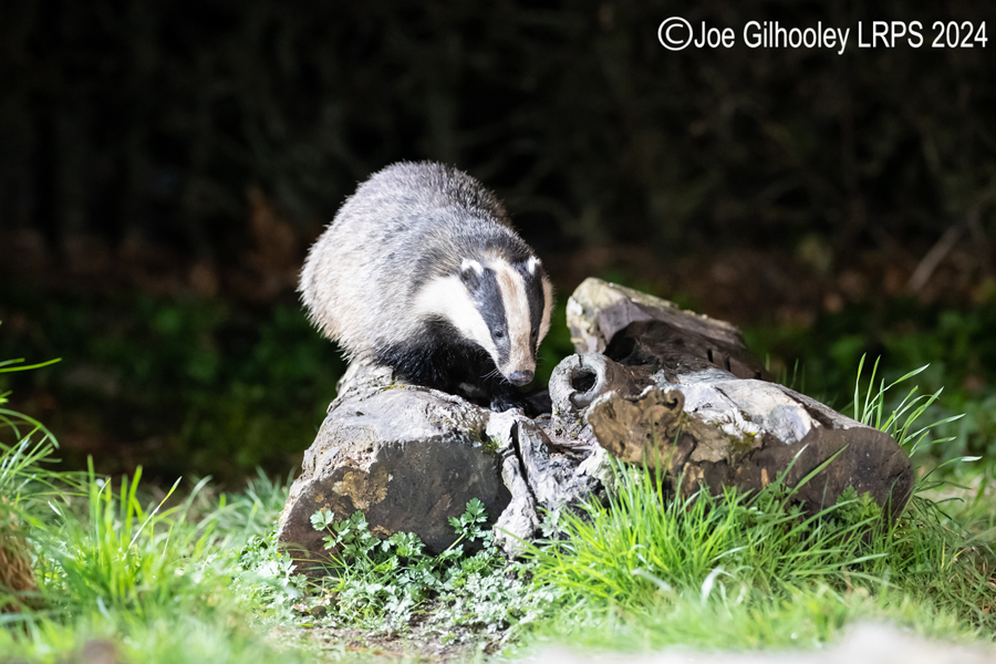 European Badgers