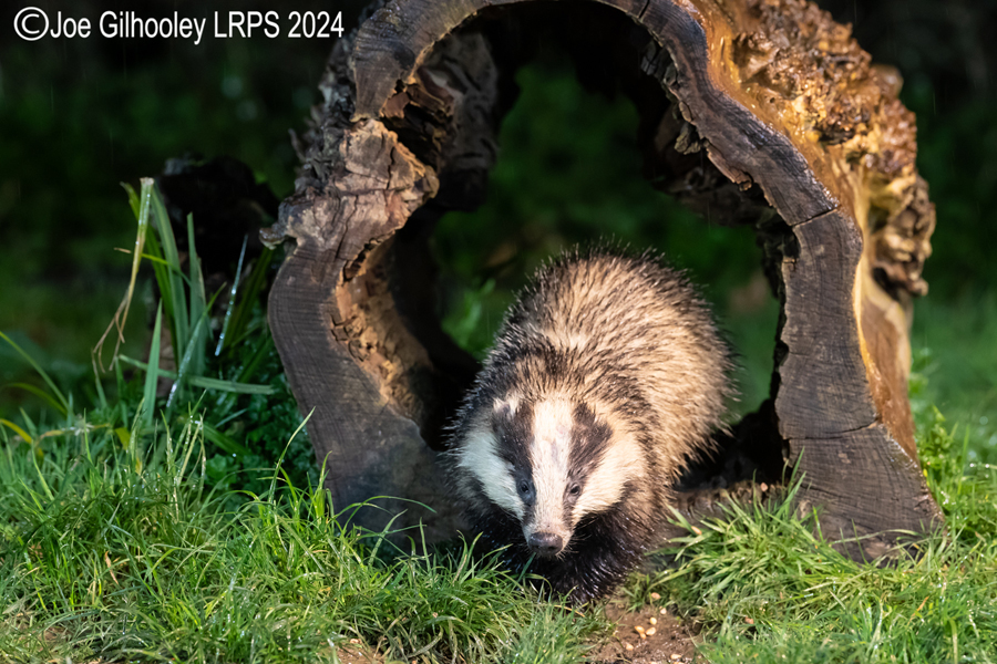 European Badgers