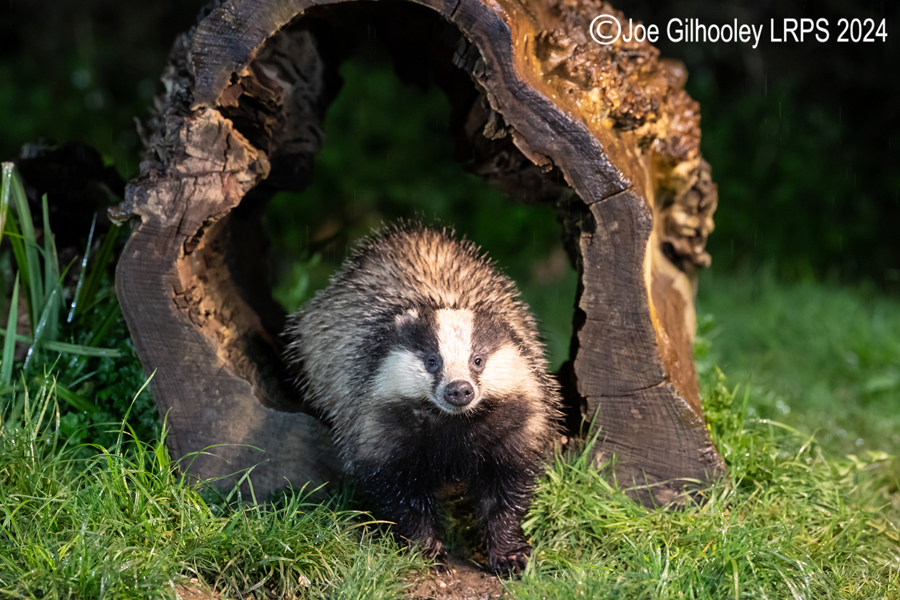 European Badgers