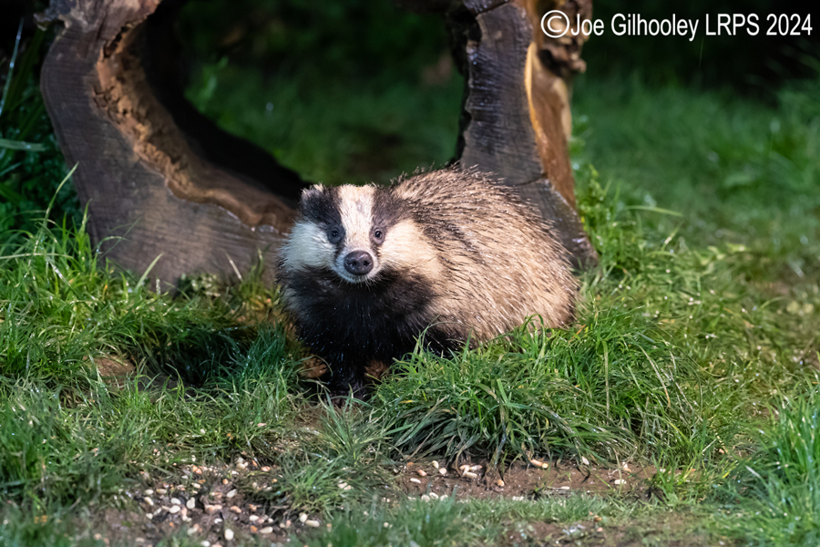 European Badgers