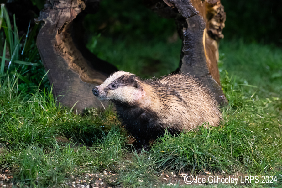 European Badgers