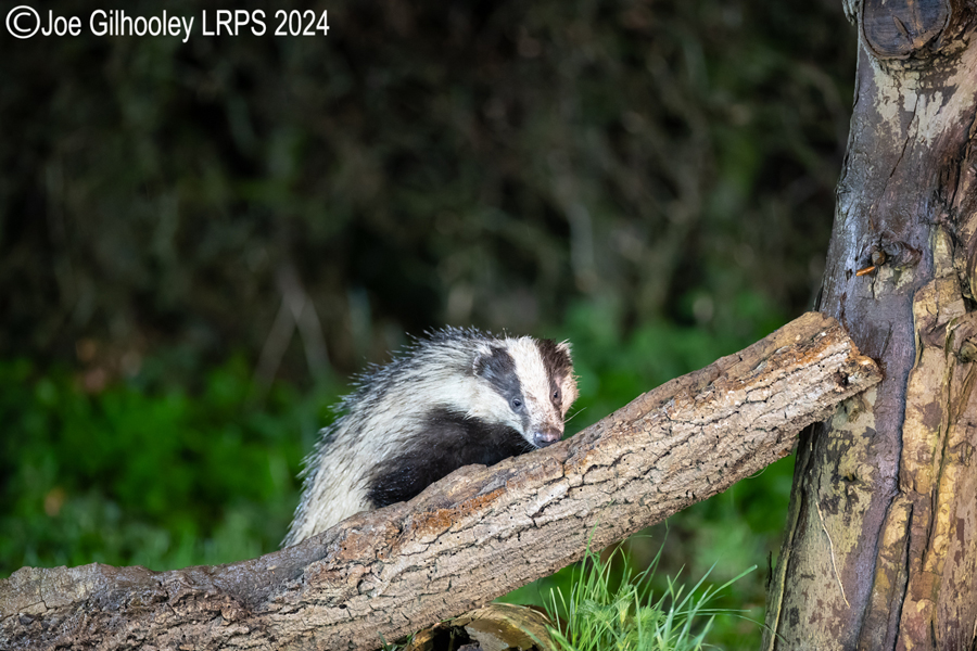 European Badgers