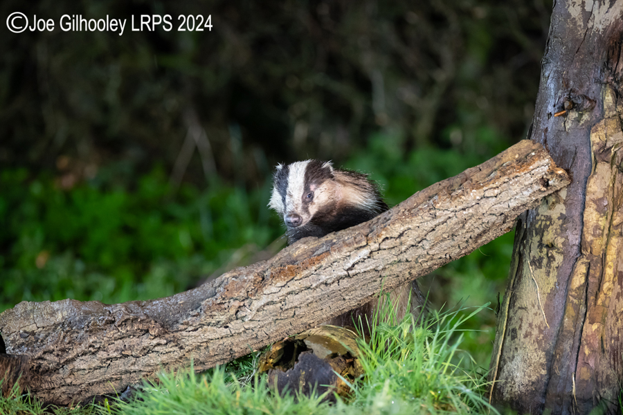 European Badgers