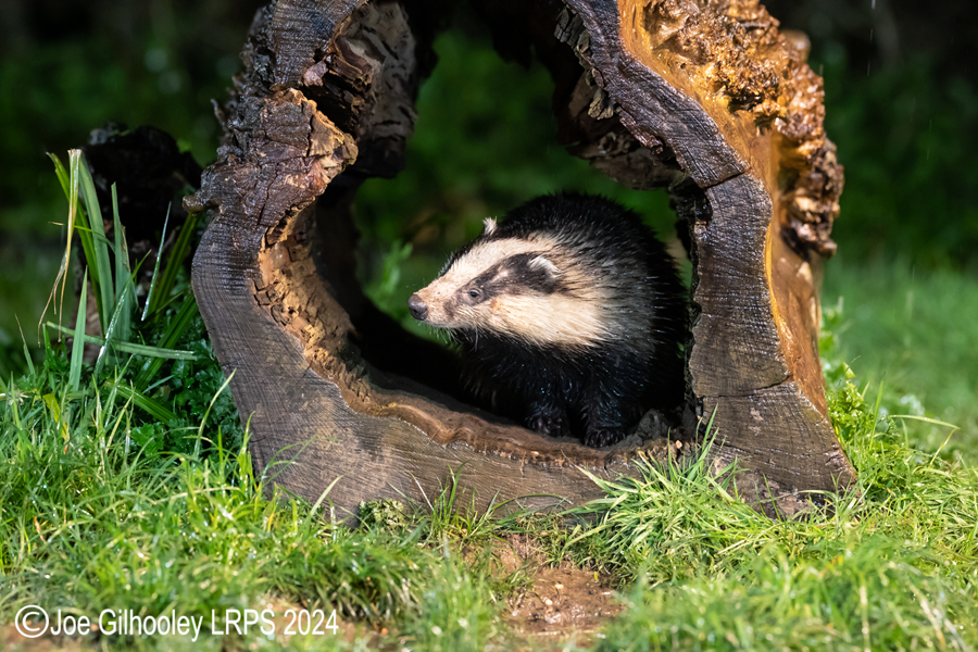 European Badgers