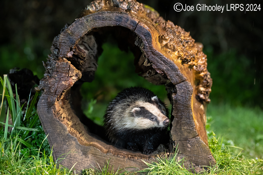 European Badgers