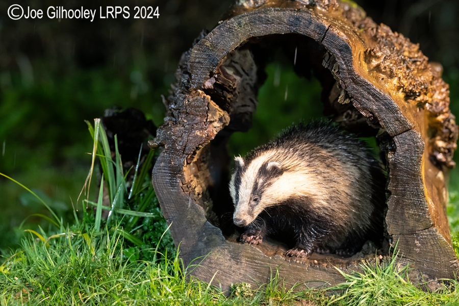 European Badgers