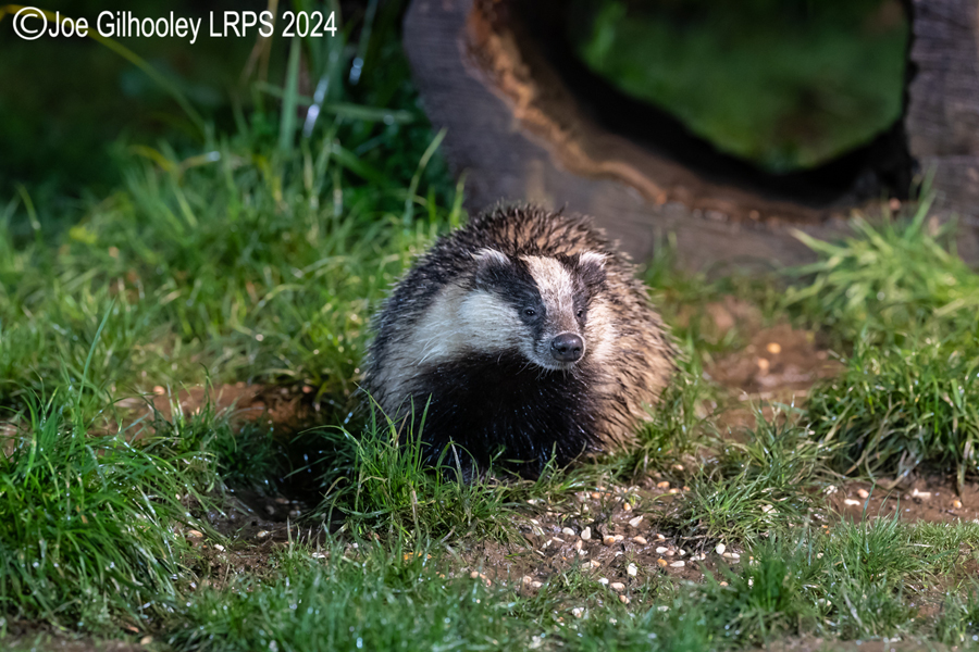 European Badgers
