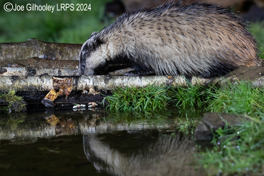 European Badgers