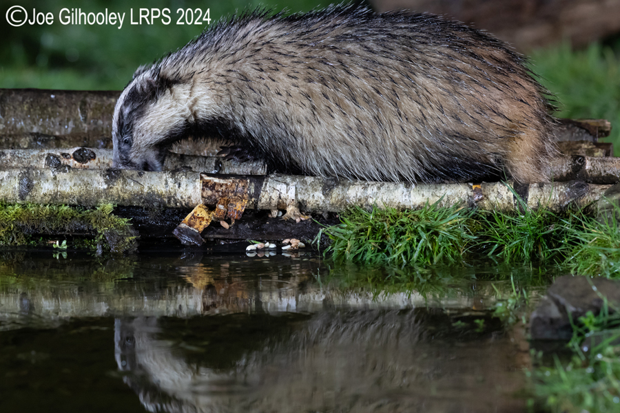 European Badgers