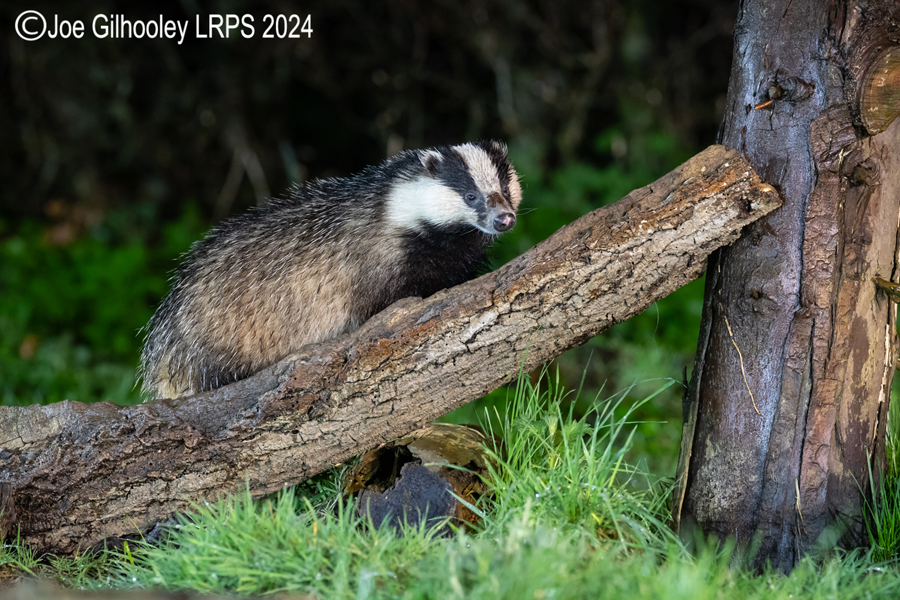 European Badgers