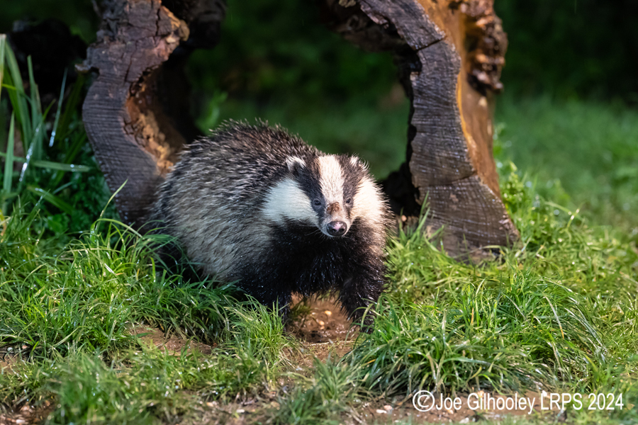 European Badgers