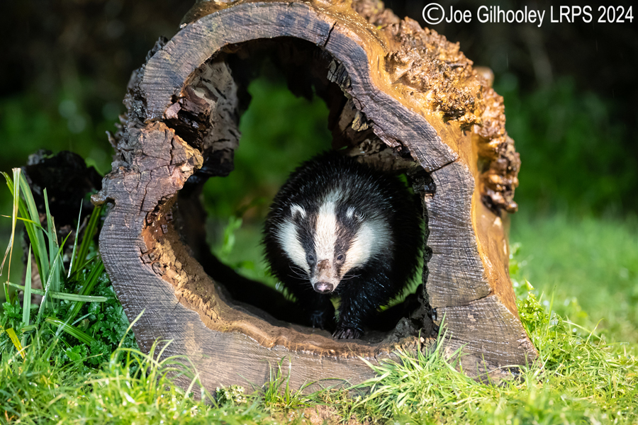 European Badgers