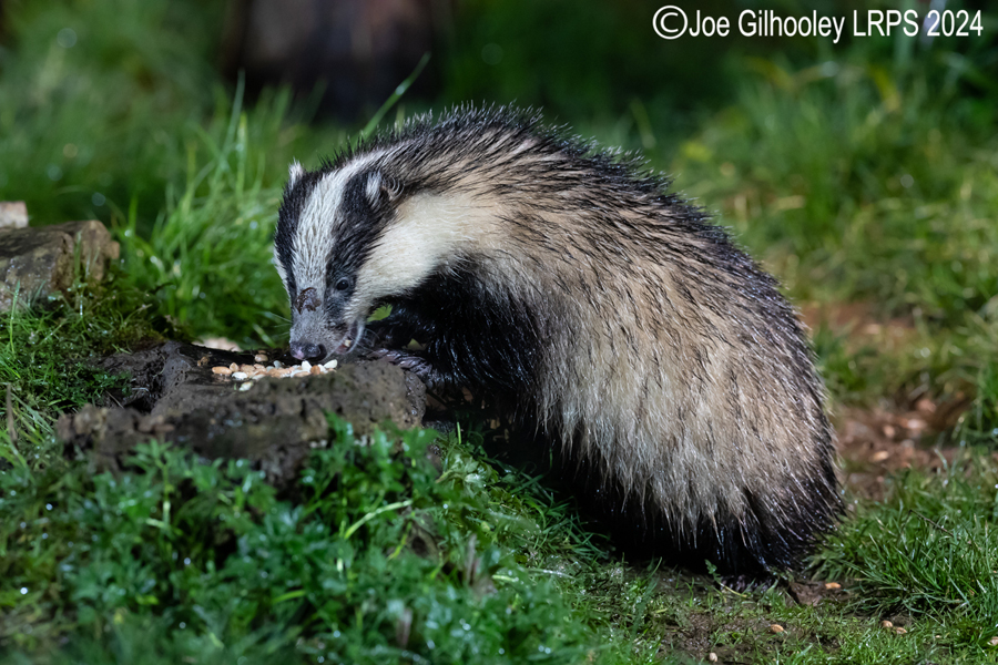 European Badgers