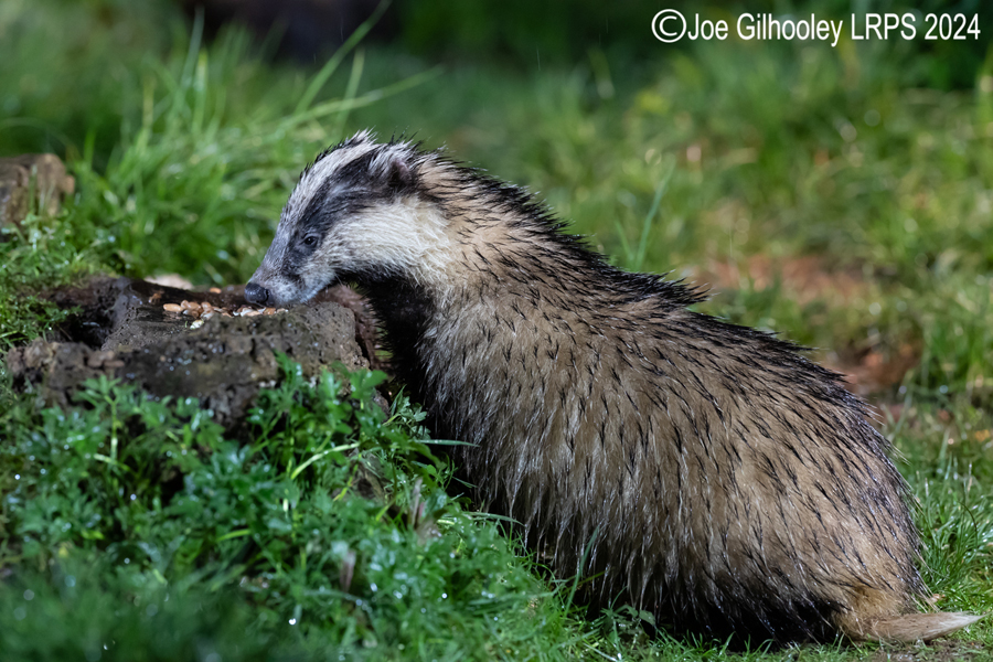 European Badgers