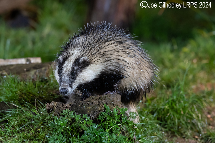 European Badgers