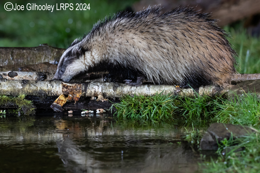 European Badgers