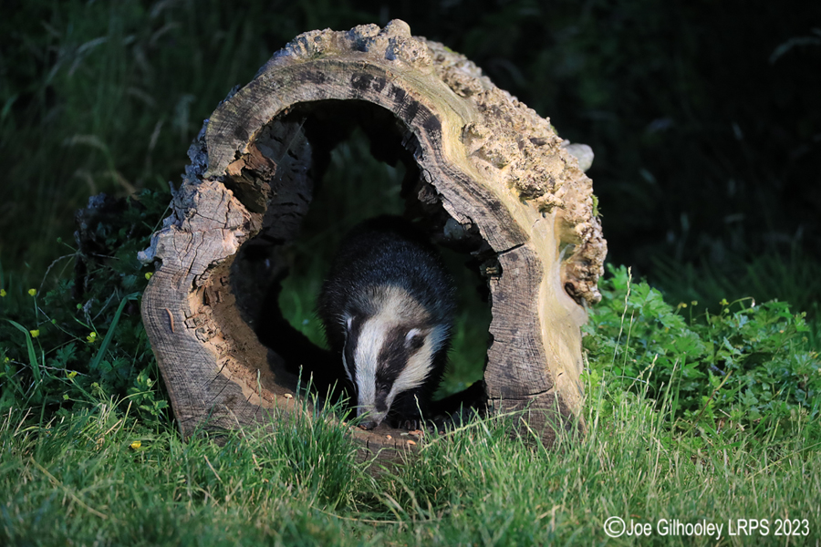 European Badgers European Badgers