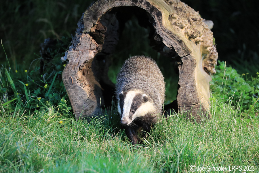 European Badgers European Badgers