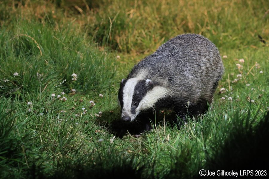 European Badgers European Badgers