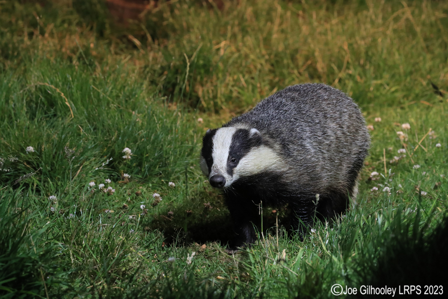European Badgers European Badgers