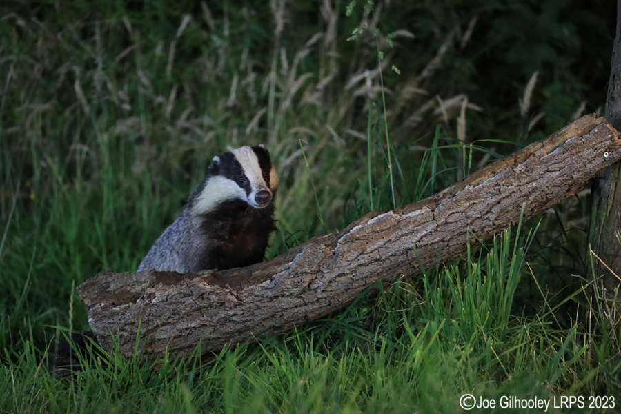 European Badgers European Badgers