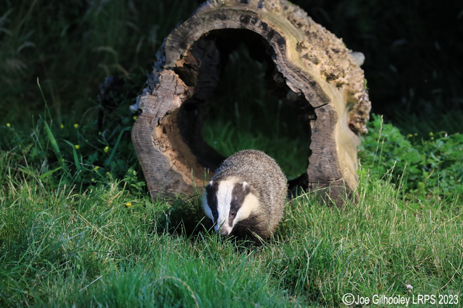 European Badgers European Badgers