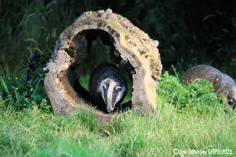 European Badgers European Badgers