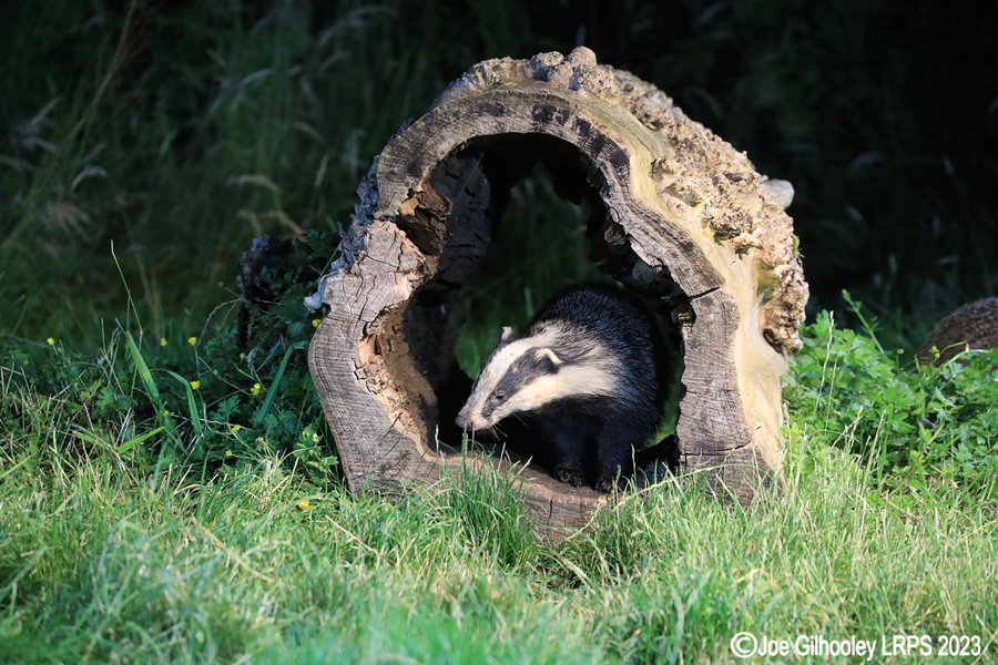 European Badgers European Badgers
