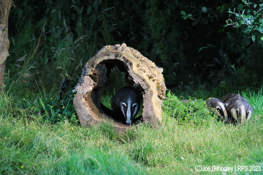 European Badgers European Badgers