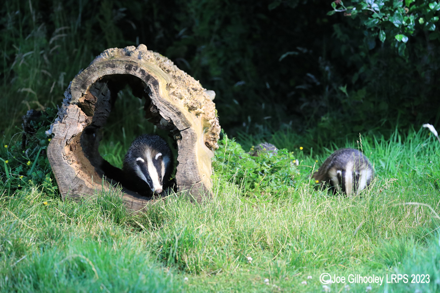 European Badgers European Badgers