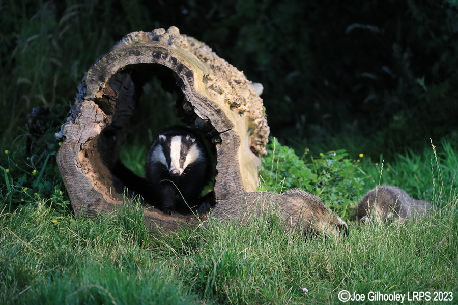 European Badgers European Badgers