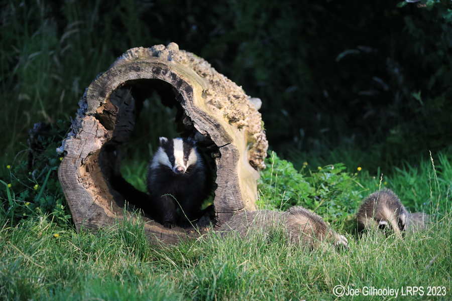 European Badgers European Badgers