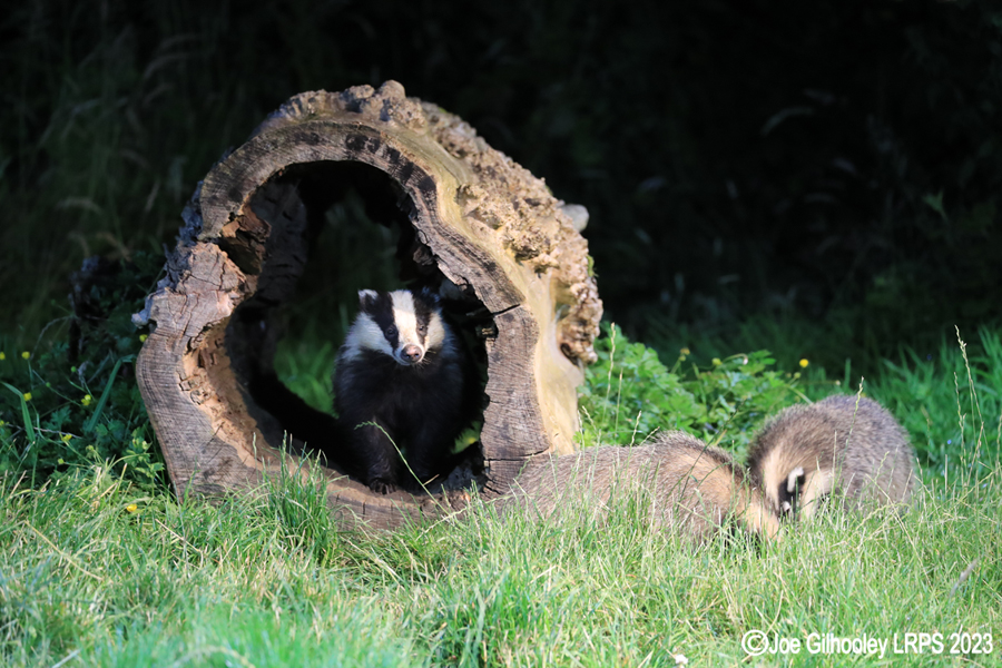 European Badgers European Badgers