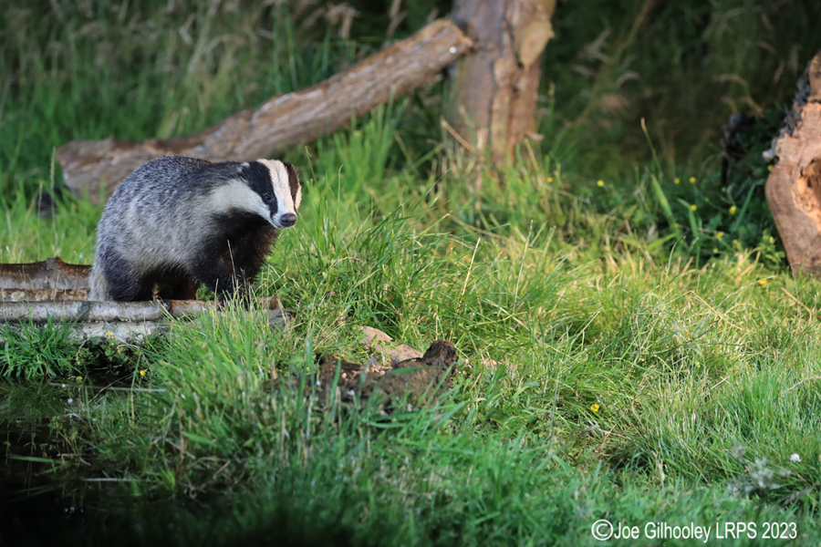 European Badgers European Badgers