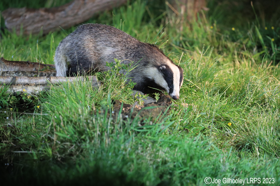 European Badgers European Badgers