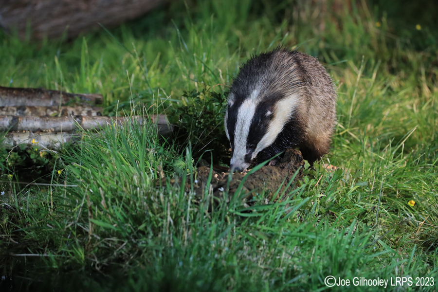 European Badgers European Badgers
