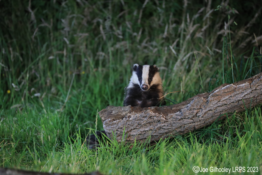 European Badgers European Badgers