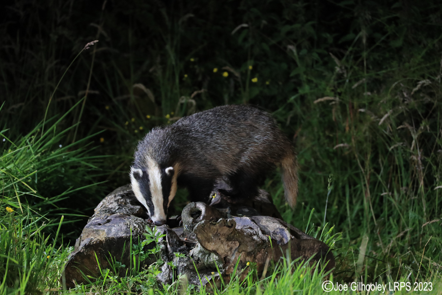 European Badgers European Badgers