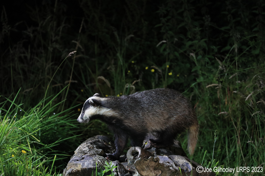 European Badgers European Badgers