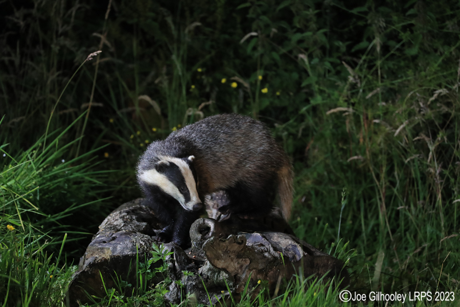 European Badgers European Badgers