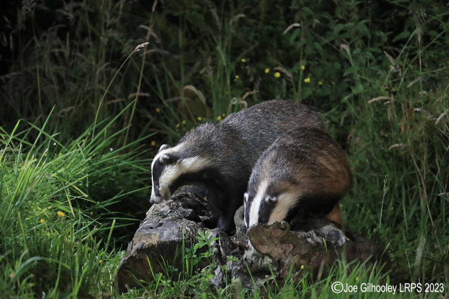 European Badgers European Badgers