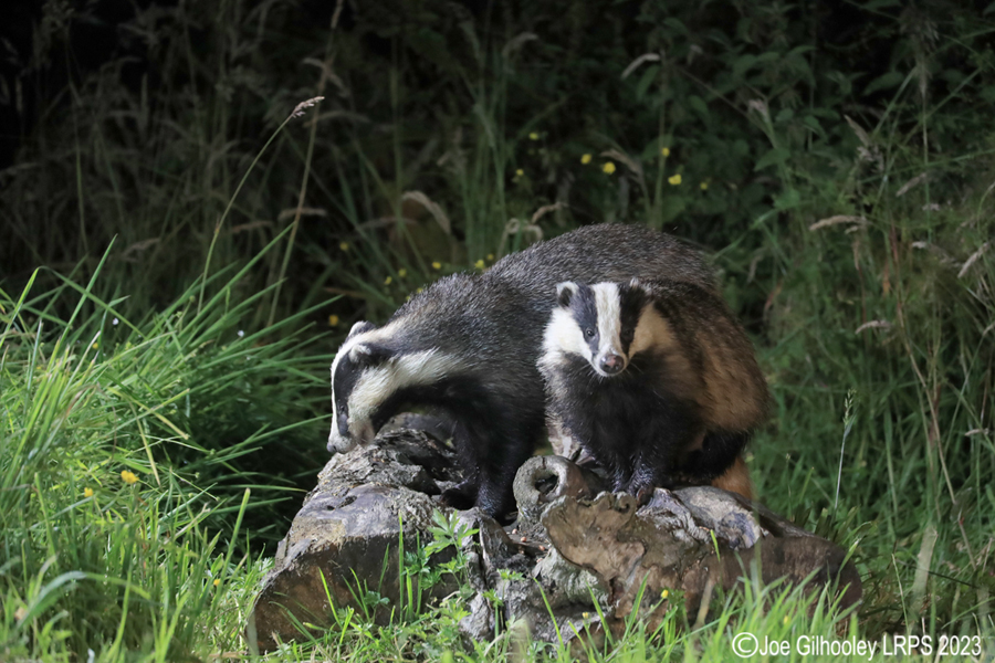 European Badgers European Badgers