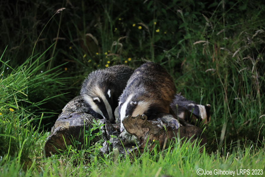 European Badgers European Badgers