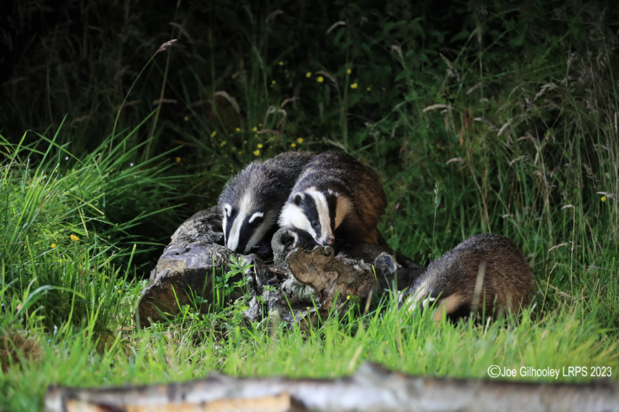 European Badgers European Badgers