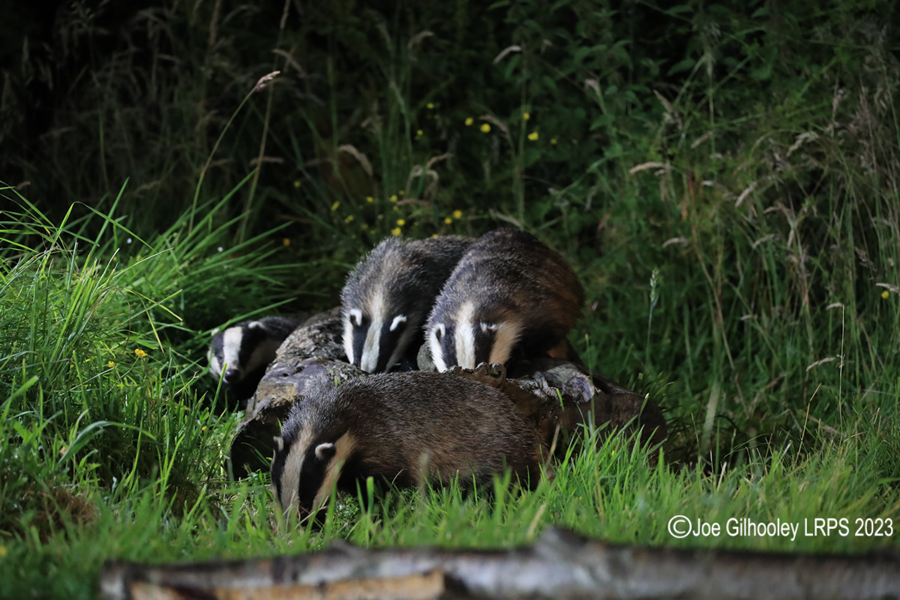 European Badgers European Badgers